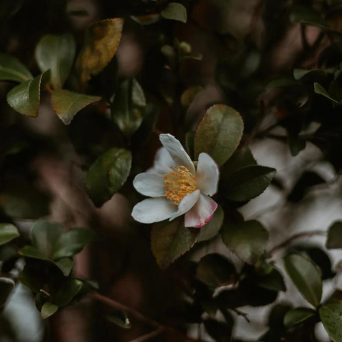 O QUE É AROMATERAPIA? - Inner Beauty Cosméticos